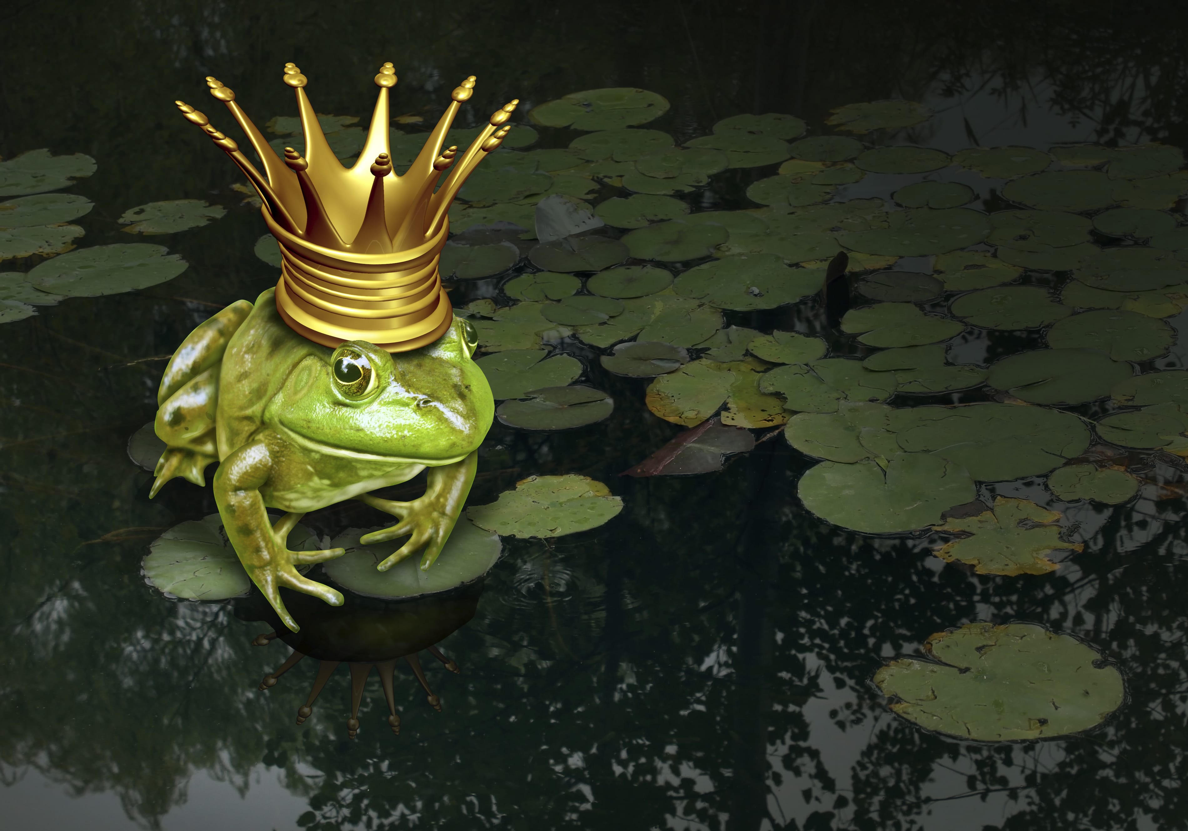 frog prince - Optio